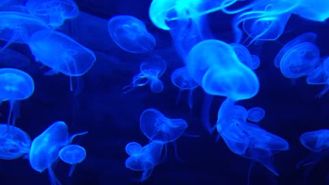 jelly fish سمك الجيلي