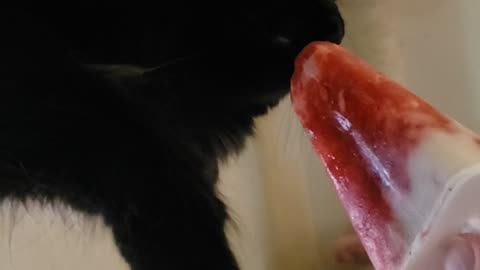 "Tang" kitty Loves strawberry popsicles