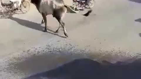 The moment where the cows rampage in the streets harm a grandfather who is cycling