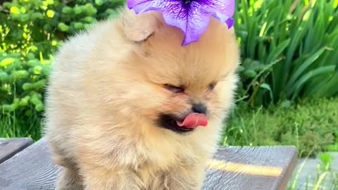 Adorable Puppy with Flower Crown on his head - Cutest Video Ever!