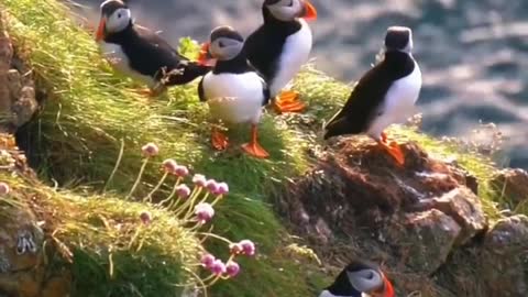 puffins