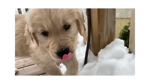 ADORABLE GOLDEN RETRIEVER PUPPY