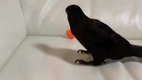 black birb is playing soccer 😂