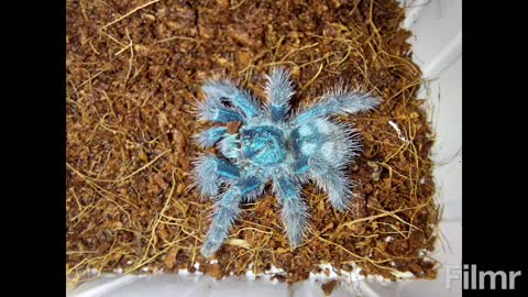 Avicularia versicolor etetés