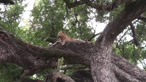 INCREDIBLE! Wild Dogs Hunt Klipspringers