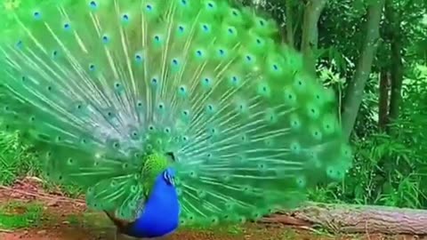 beautiful peacock dance short video 🦚🥰😍🥰