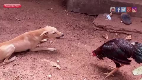 Dog and hen fight with each other