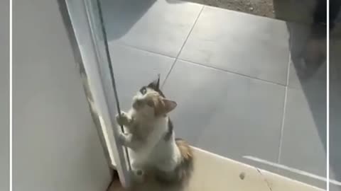 Cat trying to escape the 50°C weather of Kuwait