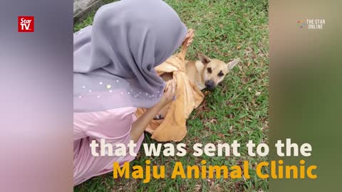 Malay woman praised for saving dog