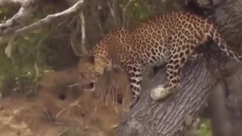 Leopard vs boar