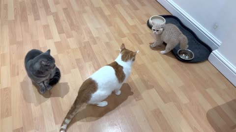 Cat Scares Kitten, Kitten Gets Startled