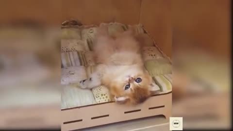 Cute pets, cute life, these little cute daily funny and cute