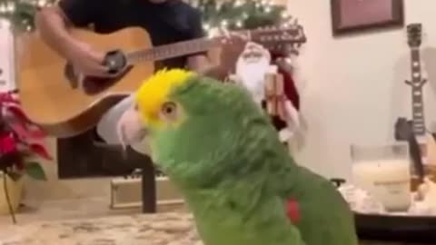 Beautiful Parrot singing a song #shorts #viral #shortsvideo #video