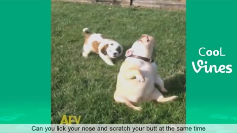 Hilarious Cat and Dog Vines that will make you Laugh out Loud! 😹🐶 #funnyanimals #viralvideos