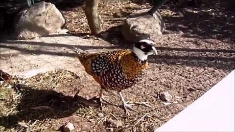 Beautiful Golden Pheasants and Wading Birds