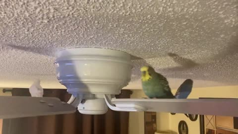 Free Fan Carnival Ride for Pet Birds