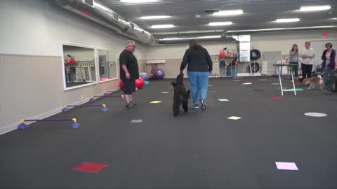 Training Show Dogs, Where do you start? With Eric Salas - Target Training Part 1