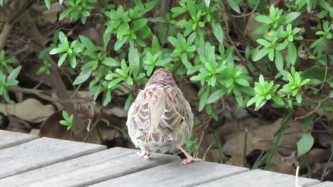 Sparrows with cool hairstyles