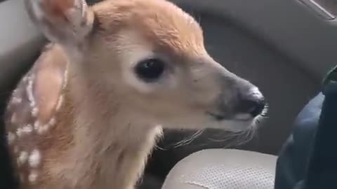 Baby 🦌🦌 on the car cut voice ?? Where my mom