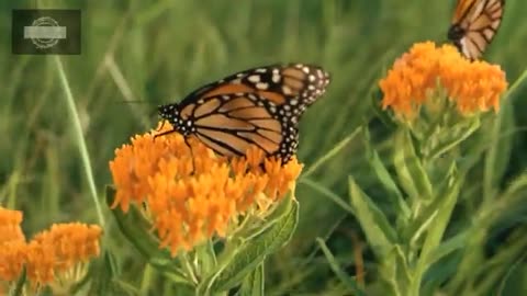 Life cycle of a butterfly 4k HD || From eggs to full grown butterflies || Hugs of life ||