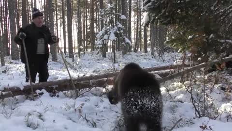 Aina karhun ensilumi. Aina-bear´s first snow.