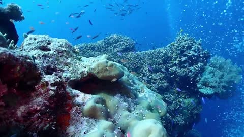 The underwater scenery is beautiful, lots of water bubbles and a collection of beautiful fish