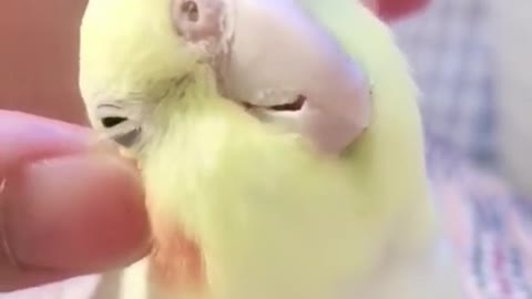 budgie bird talking so cute