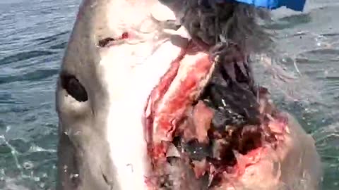 white shark with sharp teeth