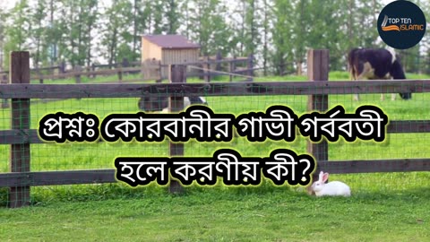 প্রশ্নঃ কোরবানীর গাভী গর্ববতী হলে করণীয় কী?