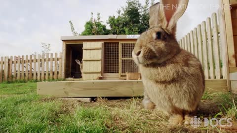 Meet the world's biggest bunnies