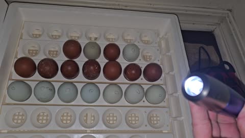 Preparing to Candle the Eggs to Check for Embryonic Development. 04/19/2024