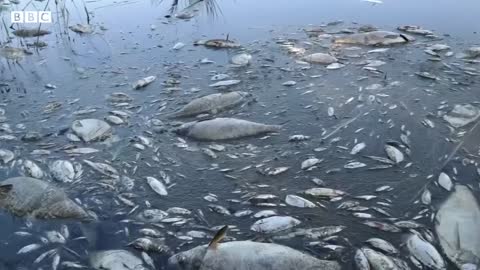 Tons of dead fish found in river on German-Polish border - BBC News