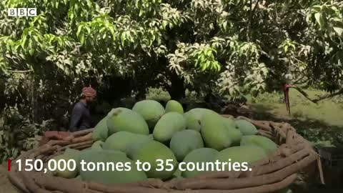 How climate change is affecting Pakistan's mango production - BBC News