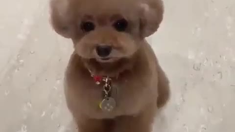 Funny Dancing Puppy..