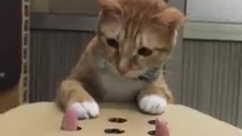 Cat play whack a mole funny video cat funny video