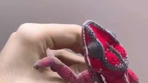 extraordinary color change of the little lizard