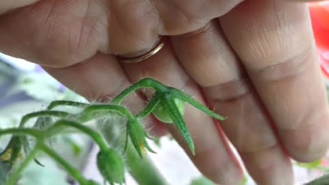 How to Prune a Cherry Tomato Plant