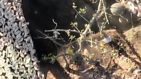 🔥 Ukraine Russia War | Explosive Encounter: 30th Brigade Targets Russians near Bakhmut | RCF