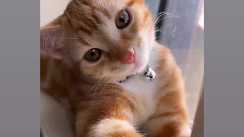 Funny cat moment very cute butifull cats