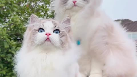 Lovely cat dancing