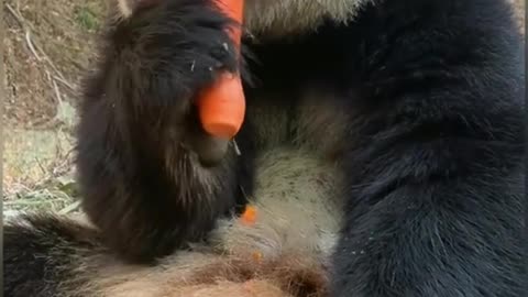 A Giant Funny and Cute Panda Eating a Carrot