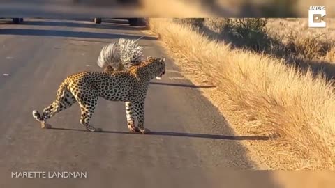 A Young Leopard Meets A Porcupine #shorts #shortvideo #youtubeshorts #video #virals