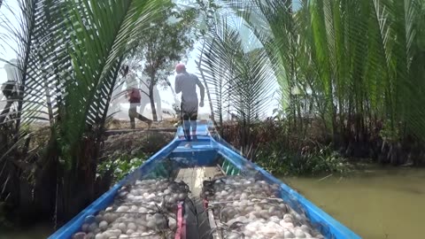 The ducks laid more than eight thousand ducks on two boats