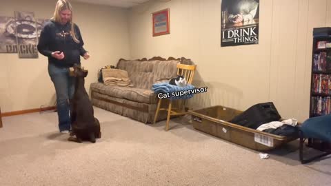 DOBERMAN TRAINING #part 10