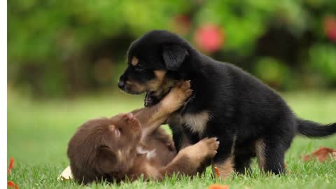 puppies-dogs-friendship-joy-