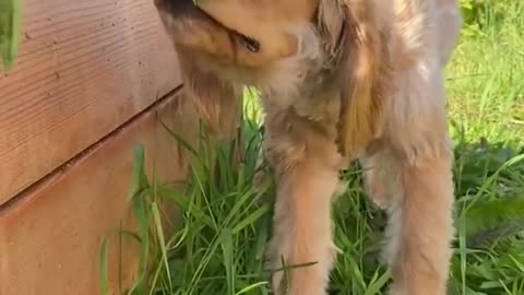 Puppy Raiding the Garden