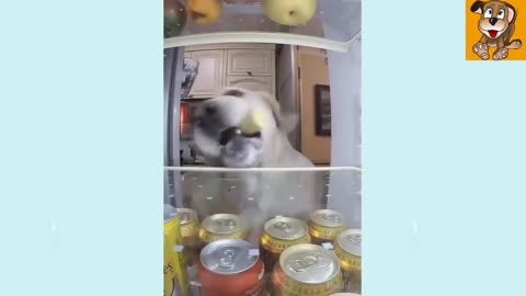 🐶 Dogs And 😹 Cats In Funniest Situations - Funny Animal Videos 😂