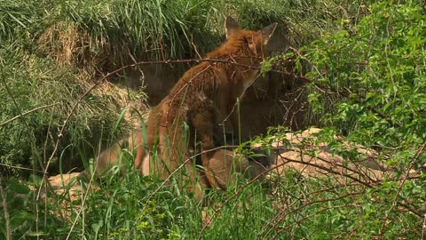 The fox family crawled out of the hole