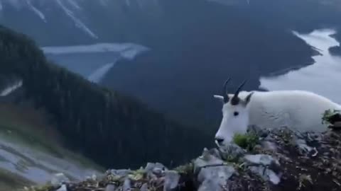 Close encounter with a mountain goat