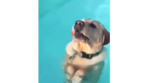 Dog in a pool